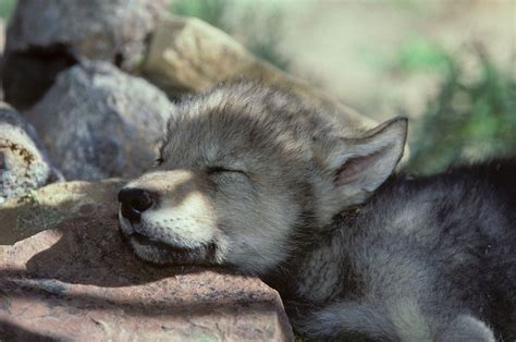 Wolf Pup Wallpapers - Top Free Wolf Pup Backgrounds - WallpaperAccess