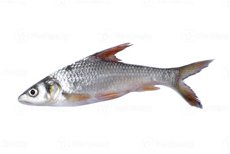 Freshwater fish for cooking isolated on white background. Concept, edible local fish from river ...