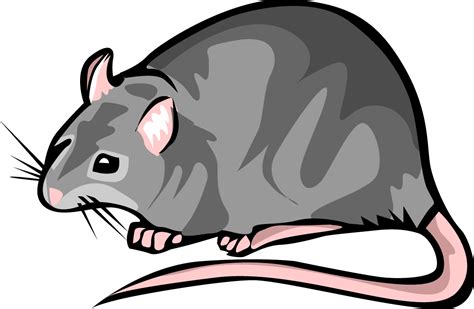 Clip Art Rat - Cliparts.co