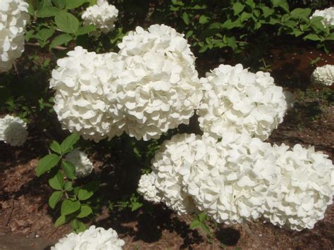 Viburnum macrocephalum (Chinese Snowball Tree, Chinese Snowball ...