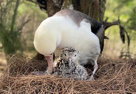 Albatross Nesting Season 2023 – Real Noni