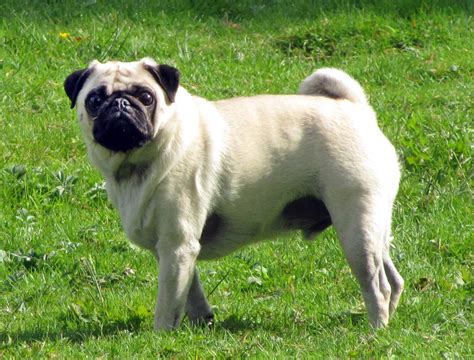 Pug Dog Breed » Information, Pictures, & More