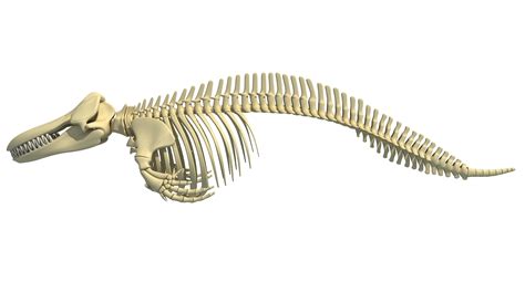 Killer Whale Orca 3D Skeleton Model – 3D Horse