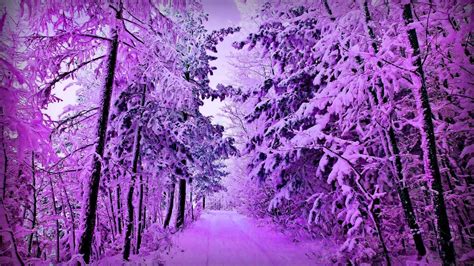 Purple Forest Wallpapers - Top Free Purple Forest Backgrounds - WallpaperAccess