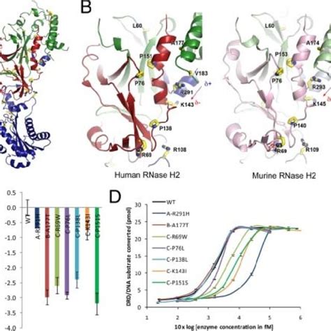 (PDF) The Structure of the Human RNase H2 Complex Defines Key Interaction Interfaces Relevant to ...