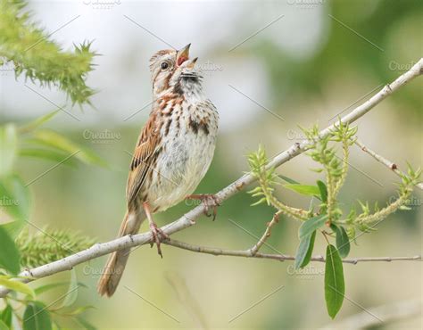 Song Sparrow Singing | High-Quality Animal Stock Photos ~ Creative Market