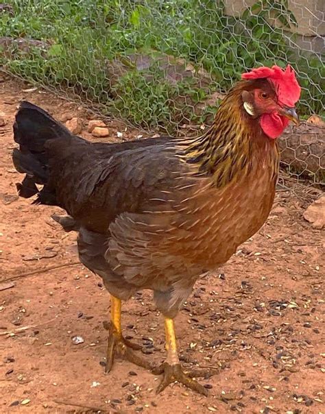 Brown Leghorn Chickens For Sale Online | Cackle Hatchery®