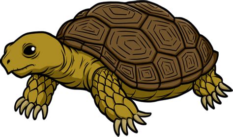 Free Tortoise PNG Transparent Images, Download Free Tortoise PNG Transparent Images png images ...