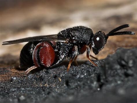 Family Chalcididae – Field Guide to the Insects of Tasmania