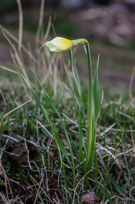 Yellow narcissus flower stock photo. Image of stem, petal - 110217636