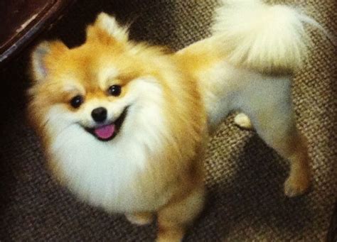 Lion Cut Pomeranian Dog - Pets Lovers