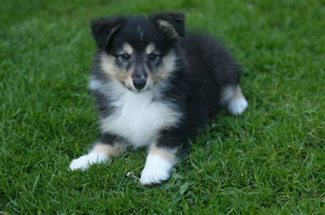 Shetland Sheepdog Breeders: Shelties Looking For A Shelter