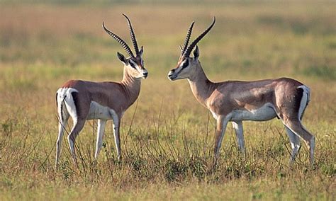 Thomson's Gazelle - Facts, Diet & Habitat Information