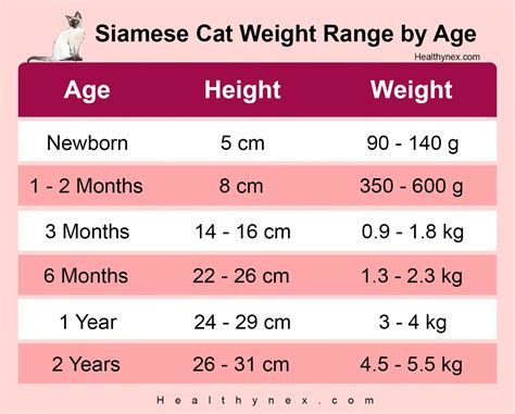 Siamese Cat HEALTHYNEX