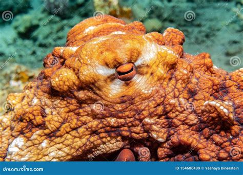 Octopus King of Camouflage in the Red Sea Stock Image - Image of animal, camouflage: 154686499