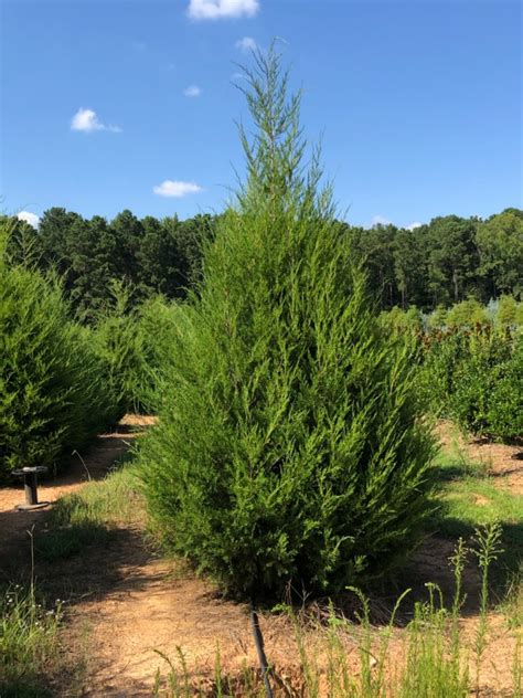 Cedar Trees - Georgia Tree Farm