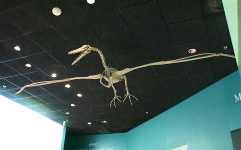 Giant prehistoric bird fossil with largest wingspan ever recorded found in Antarctica