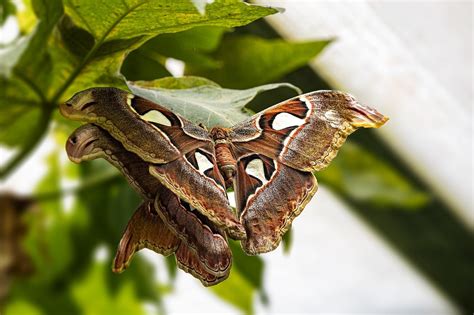 Atlas Moth Insect - Free photo on Pixabay - Pixabay