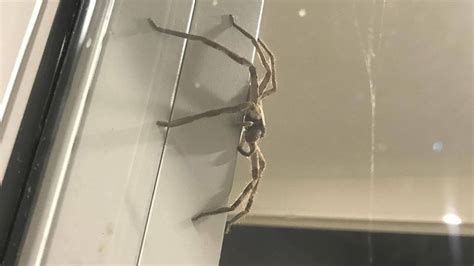 Hauntingly huge huntsman spider perches on window of Australian house - ABC News