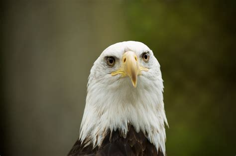 Vancouver Island Birds of Prey » Victoria Photographer | Portrait and Event Photography