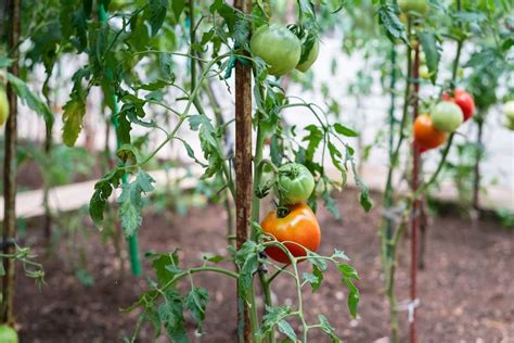 The Best Tomato Stakes For Healthy Tomato Plants - Minneopa Orchards