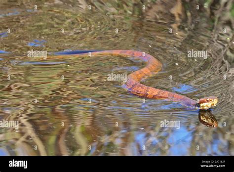 Nc snake hi-res stock photography and images - Alamy