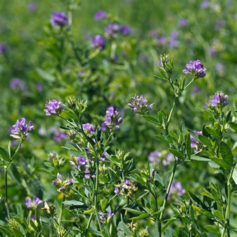 Vernal Alfalfa Seeds, Medicago sativa | American Meadows