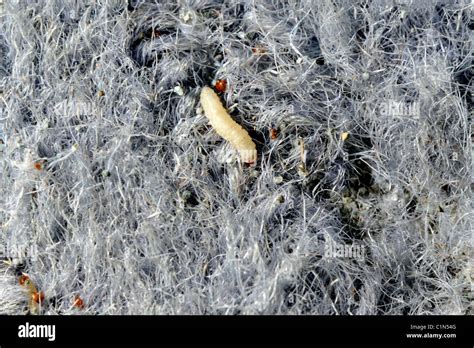 Clothing moth larvae in wool carpet Stock Photo - Alamy