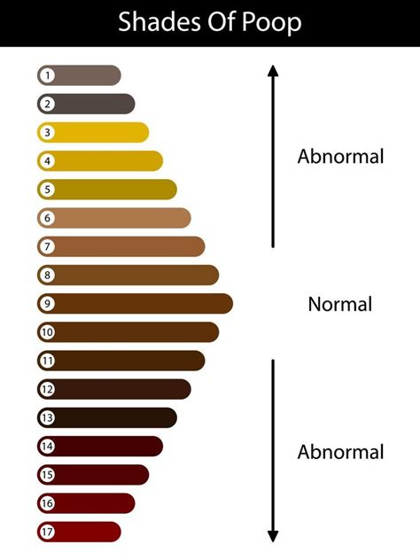 Shades color of poop. Human feces color. Healthy concept. Normal and abnormal value scale ...