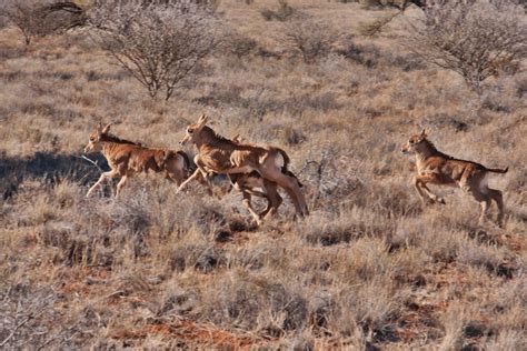 Sable Antelope Facts - CRITTERFACTS