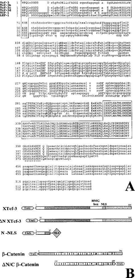 Structure of blastomere | Semantic Scholar