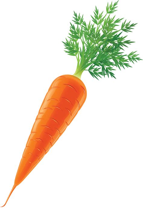 Carrot Vegetable Stock Clip art - carrot png download - 2069*3000 ...