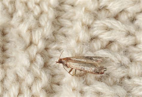 Clothes Moth Life Cycle | Tineola Bisselliella | Moth Season