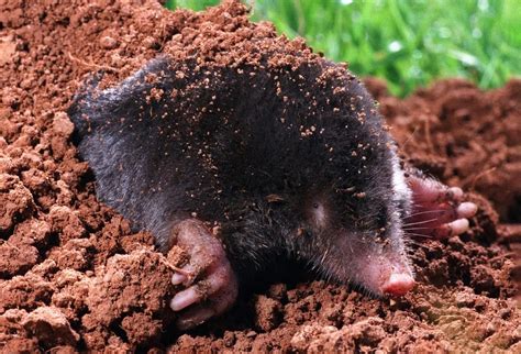 Moles vs. Voles: Know the Differences and Removal Methods - Arrow Services, Inc.