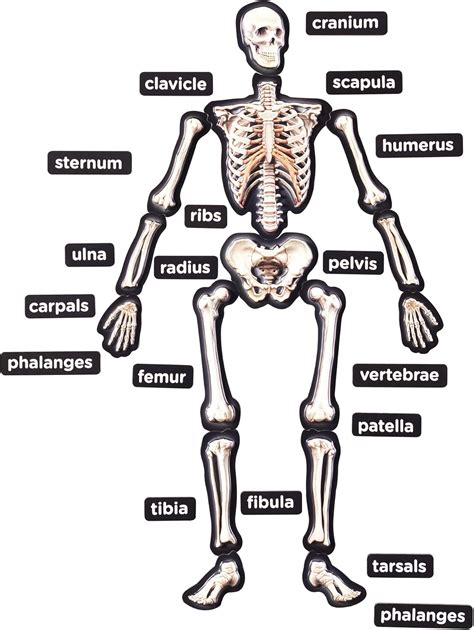 The Skeletal System Worksheet – Ame.my.id