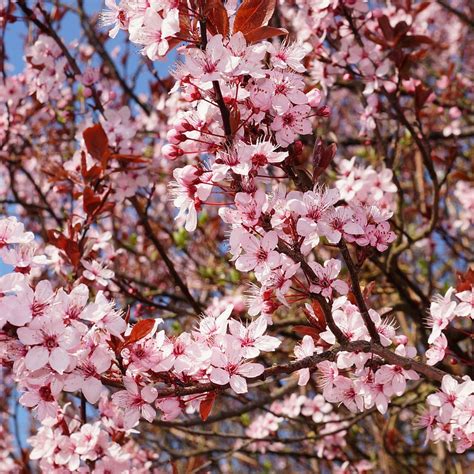 Ornamental Plum - The Good Earth Garden Center