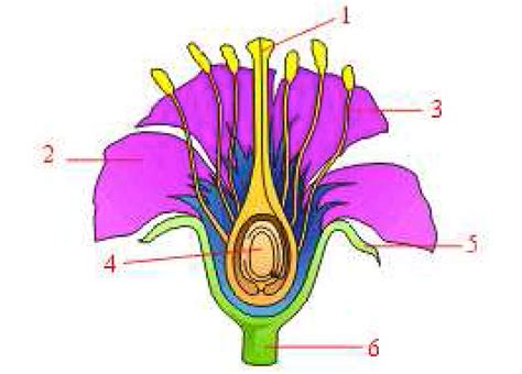 Paling Keren 26+ Gambar Bunga 4 Kelopak - Gambar Bunga Indah