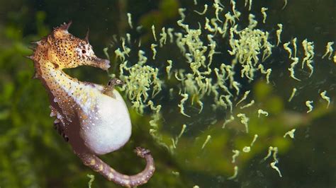 🔥 A male seahorse giving birth to a herd of babies! : r/NatureIsFuckingLit