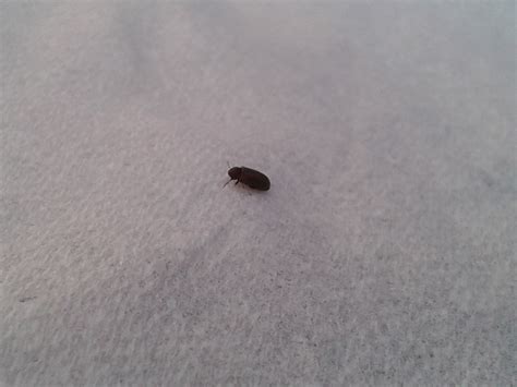 Little Brown Flying Bugs In My Bedroom | memsaheb.net