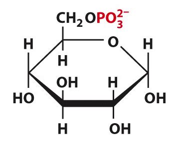 Glucose 6 Phosphate Structure