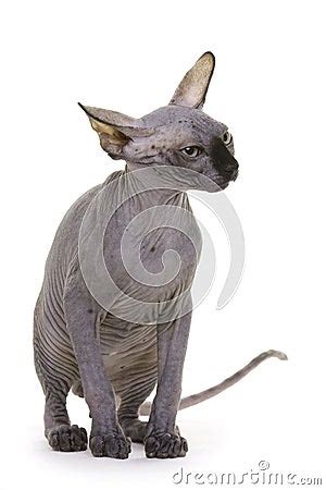 Cat Pictures: Hairless Cats Pictures