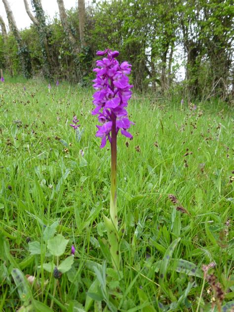 Wild flower seed mix for woodland and shade containing wild orchids and helleborines