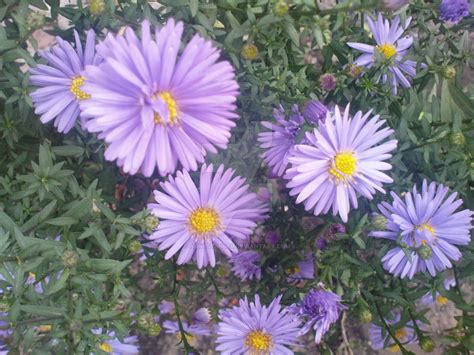 Aster (genus) by AgnessAngel on DeviantArt