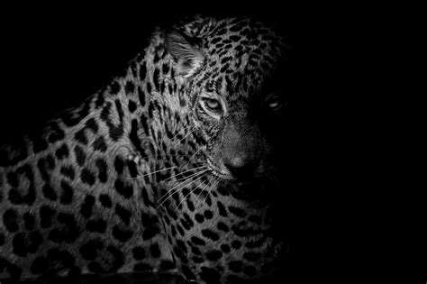 Black Leopard Wallpapers - Top Free Black Leopard Backgrounds - WallpaperAccess