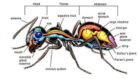 Anatomy of an ant | Spiders, Scorpions & Other Insects | Pinterest | Ant, Insects and Animal