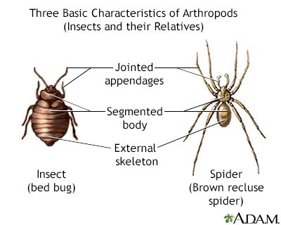 Pet Tarantulas Bite