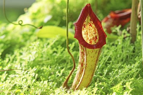 Facts About the Pitcher Plant | Sciencing