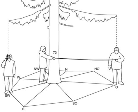 How to Measure A Tree - Height and diameter tricks