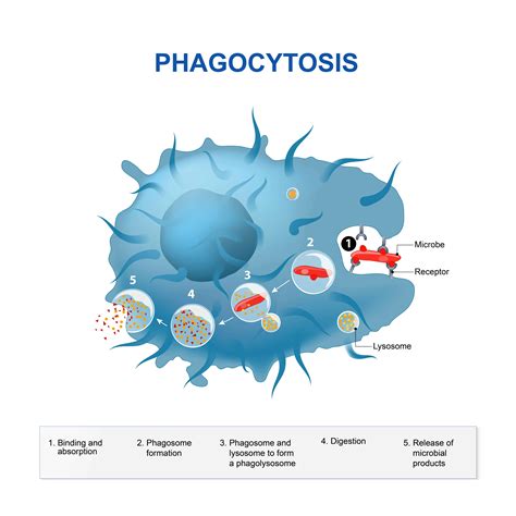 7 Different Types of Active Transport – PopOptiq