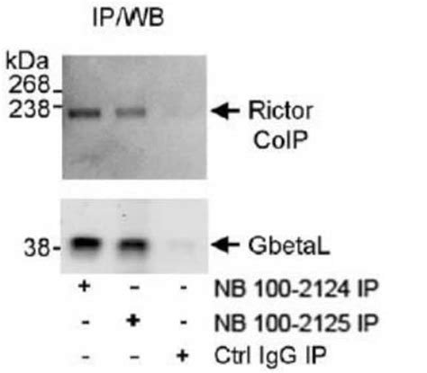 GBL Antibody 0.1mg; Unlabeled:Antibodies, Polyclonal | Fisher Scientific